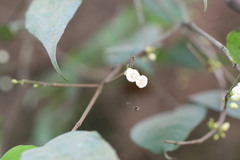 Dimorphocalyx glabellus